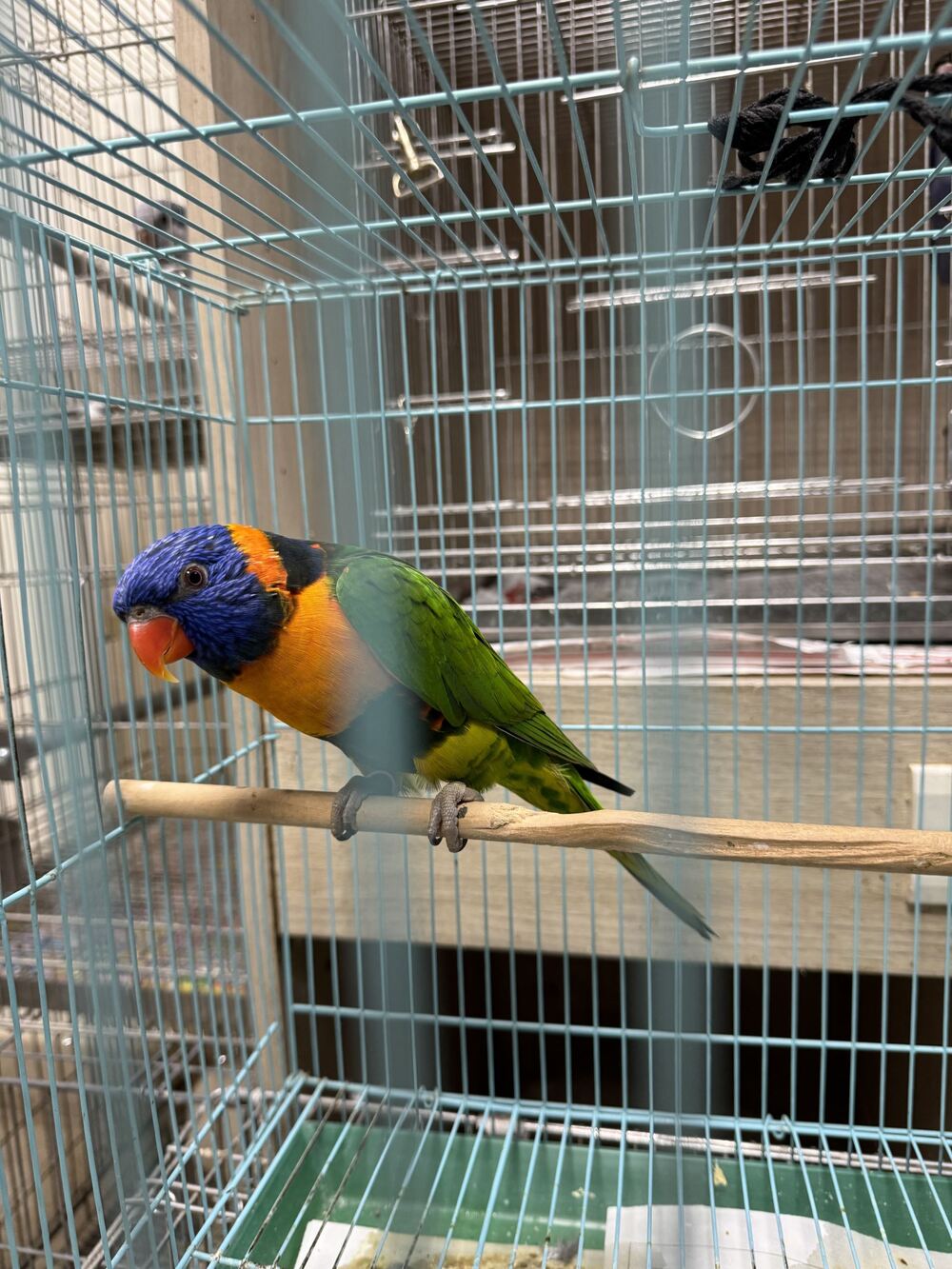 公鸚鵡翹家「母鳥茶飯不思」超抑鬱　動保處助團圓