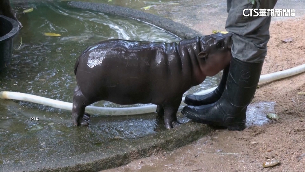 泰國侏儒河馬爆紅　「彈跳豬」成動物園人氣王