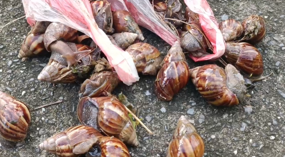 83歲嬤疑吃自製「蝸牛小米粽」亡　親友治喪分食也中毒