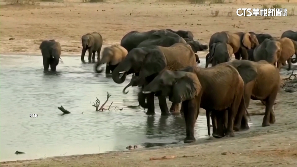 辛巴威乾旱飢荒！　喊「獵200頭象食用」引爆爭議