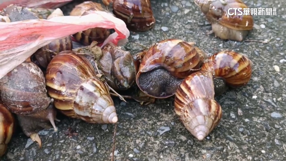 蝸牛小米粽致3死？　高大成揭疑點：恐農藥中毒