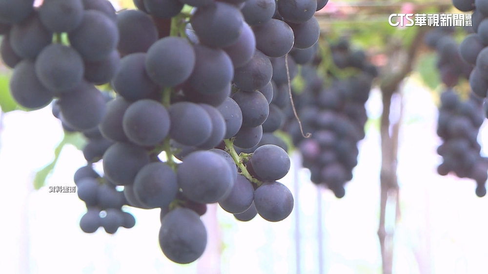 中秋過後仍35度高溫　彰化巨峰葡萄曬傷減產5成