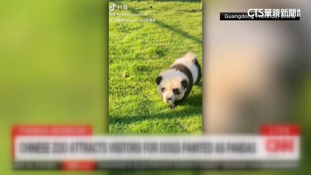 中國汕尾動物園「指鹿為馬」　鬆獅狗染色變「貓熊」騙客