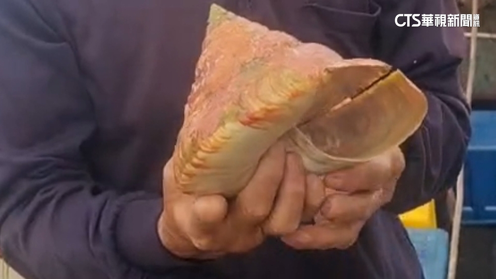 宜蘭漁民撈獲稀有活化石「龍宮貝」　行情估破百萬