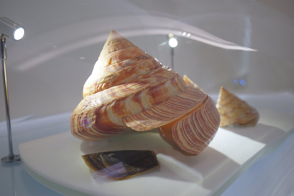 台博館盼龍宮貝能回歸自然　漁民：不可能、價格合理就賣