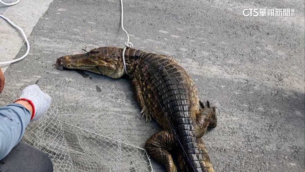 屏東驚見「2米鱷」3小時誘捕！　週邊還5隻脫逃者？