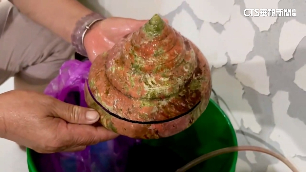 一度喊價16萬！「龍宮貝」12萬成交　買家要求放生