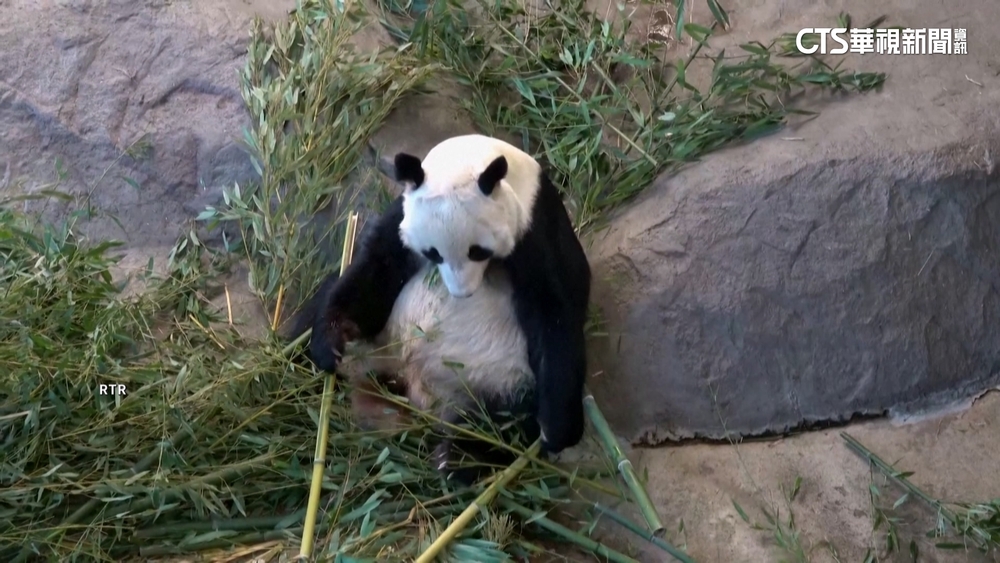太燒錢！動物園養貓熊入不敷出　芬蘭宣布提前返還中國