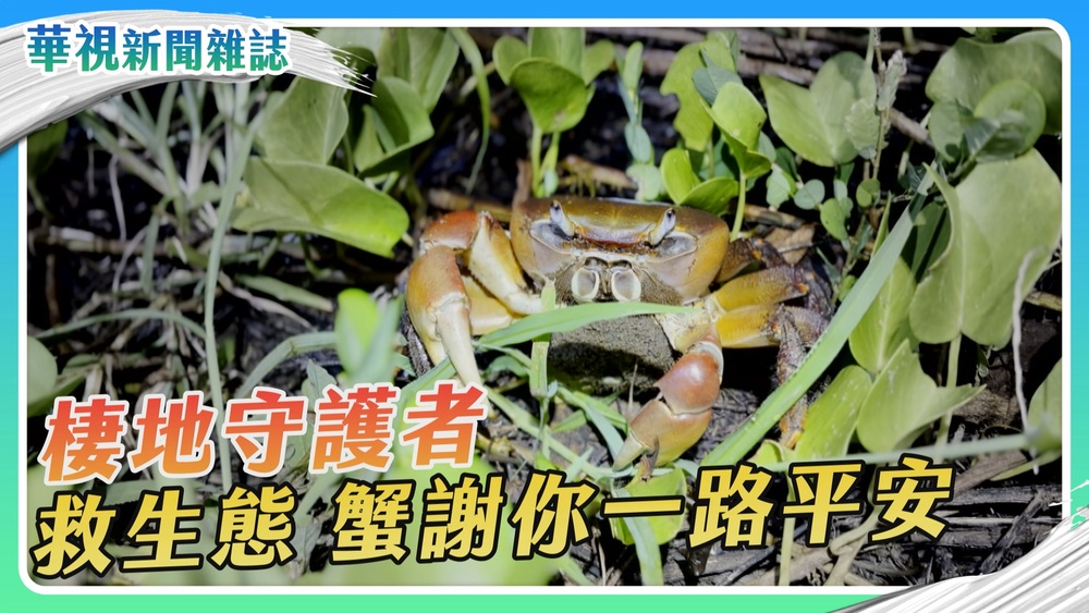 【棲地守護者】救生態 蟹謝你一路平安