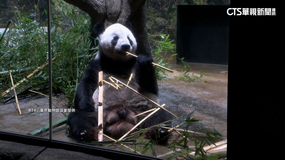 上野動物園貓熊將歸還中國　日民眾搶看最後一眼