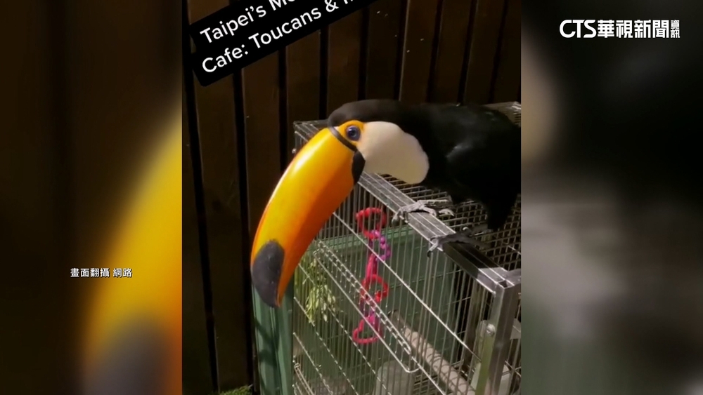 販售水果盤與大嘴鳥互動　北市寵物餐廳挨罰5萬