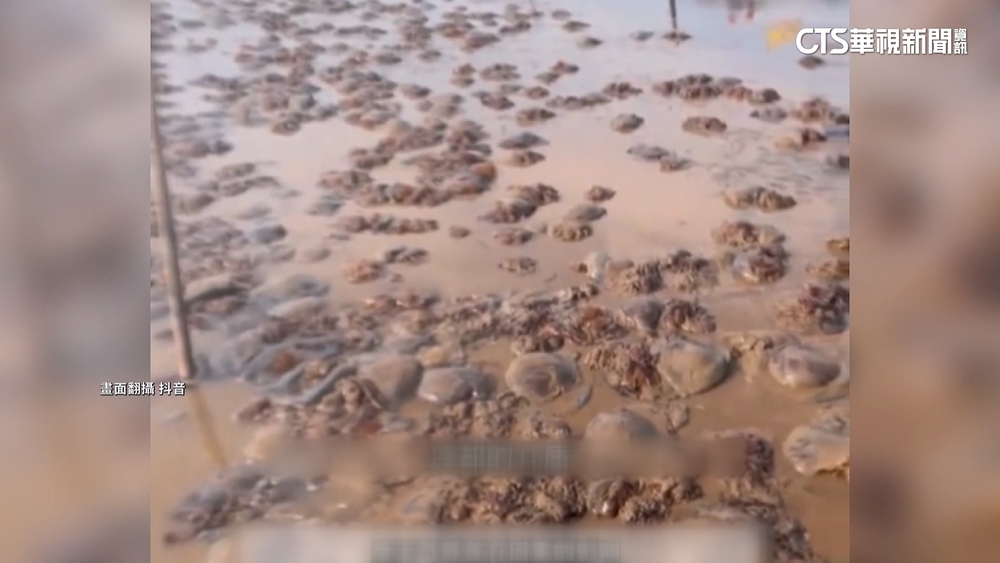 中電廠爆海蜇入侵危機　員工日夜清除近130噸