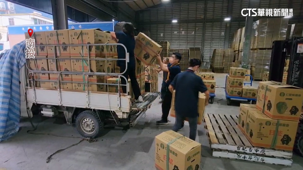 山陀兒夾強風豪雨逼近　菜農搶收甘藍.三星蔥