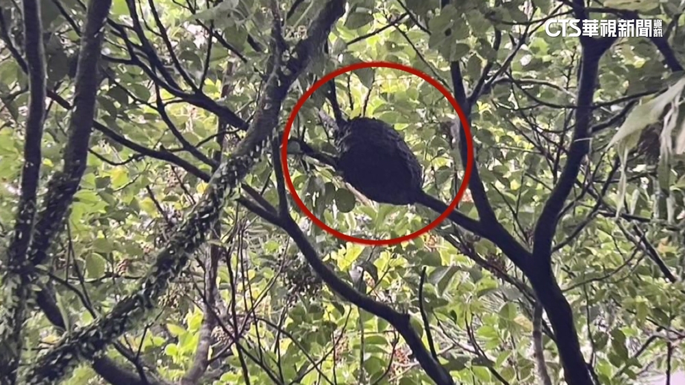 颱風後晨跑遇虎頭蜂攻擊　7台北警專生急送醫
