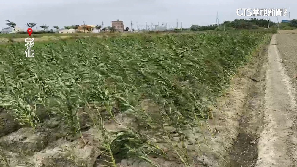 彰化沒明顯雨勢芝麻仍倒一片 原來吹「鹽風」