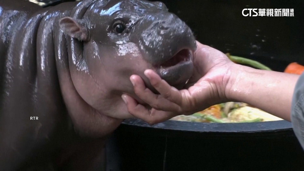 泰國侏儒河馬「彈跳豬」爆紅　韓女團aespa也瘋狂