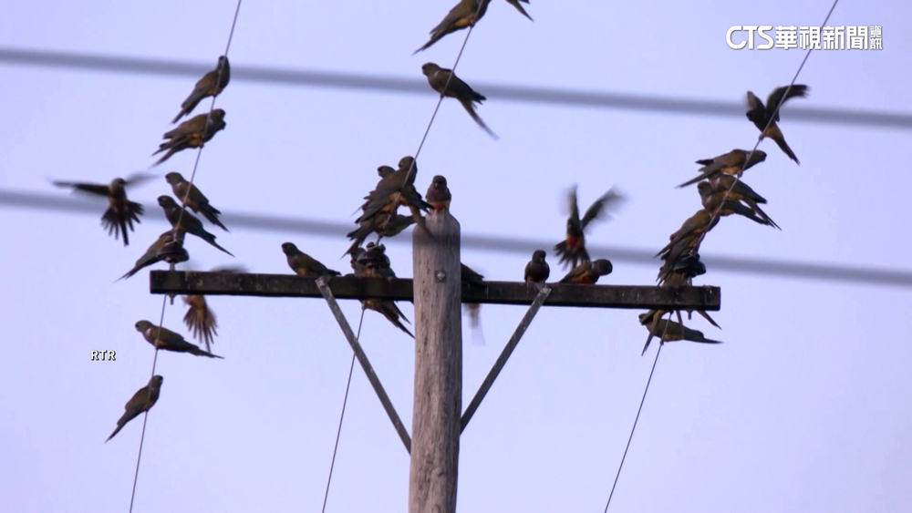 鸚鵡大軍入侵阿根廷小鎮　噪音多.咬電線釀停電
