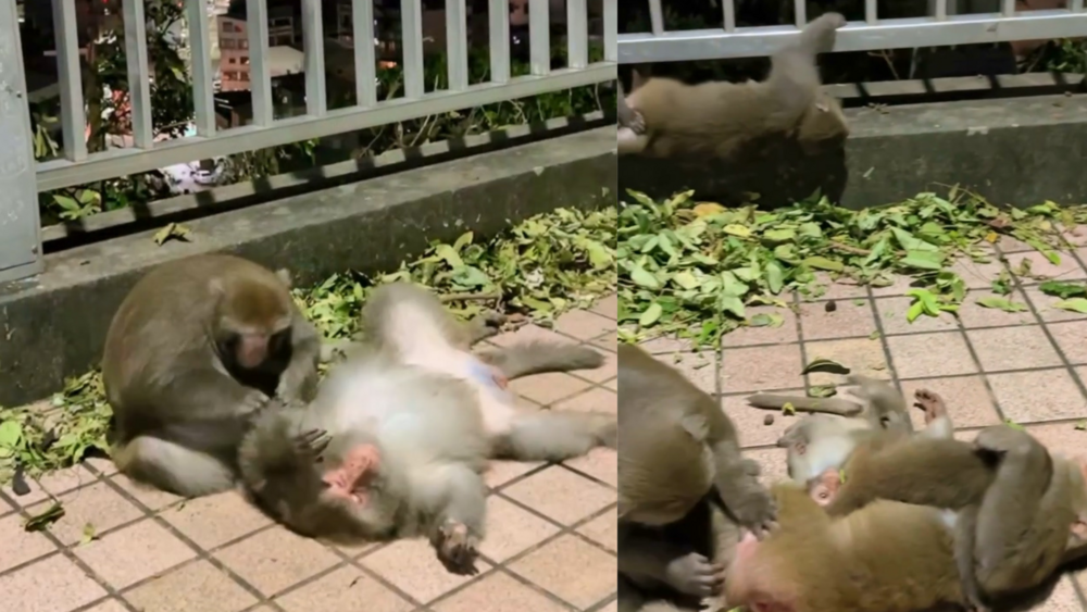 颱風導致沒家睡？壽山獼猴集體「倒路邊」　台灣獼猴共存推廣協會曝真相