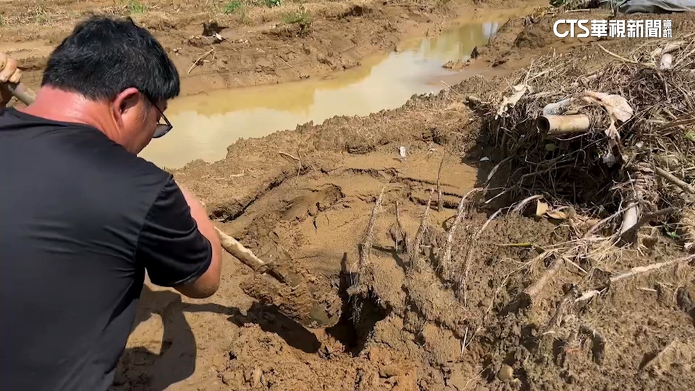 水淹雙溪山藥田　農損近7成　農民：欲哭無淚