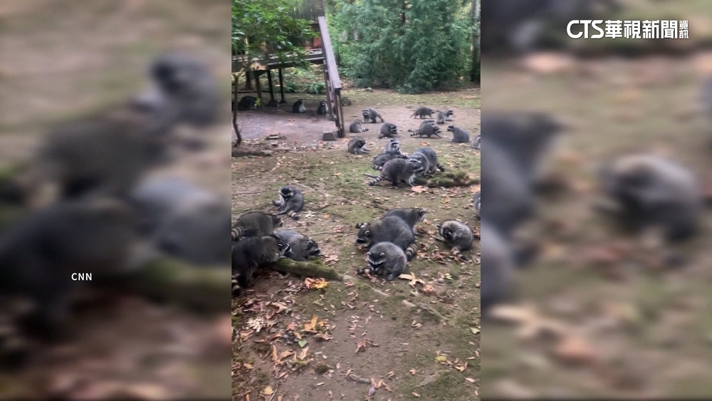 浣熊總動員！　近百隻浣熊圍民宅　屋主嚇報警