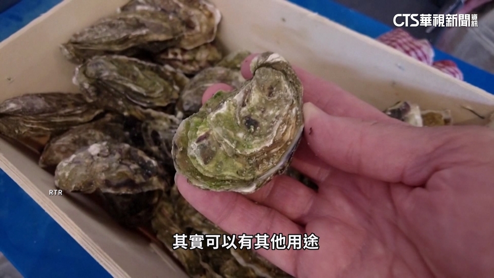 減緩全球暖化　英國設計師拿牡蠣殼當建材