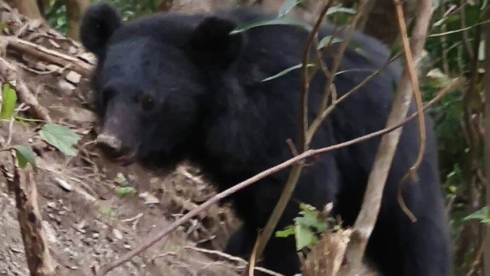 高屏首通報！台灣黑熊受困套索　右前掌股斷裂