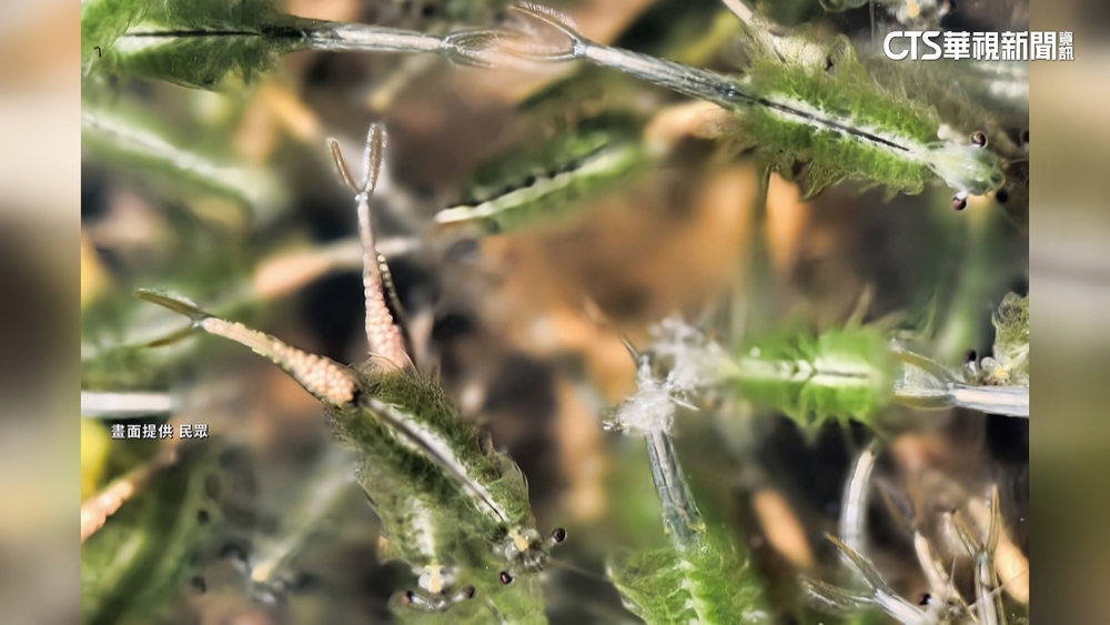 陽明山「向天蝦」大爆發　山友把握機會朝聖觀賞