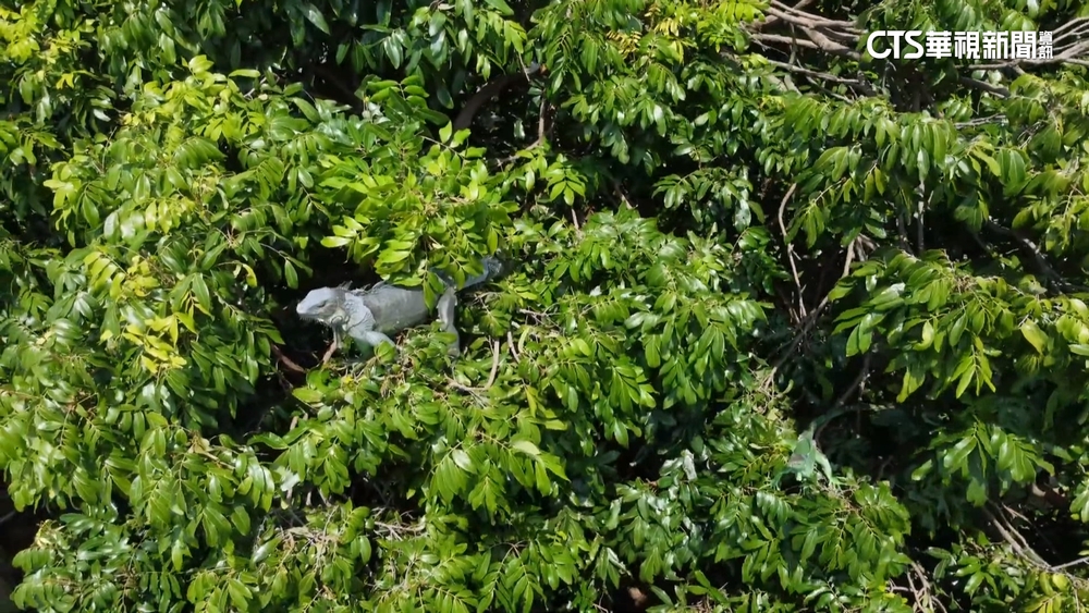綠鬣蜥侵家園如侏儸紀　屏縣府出動獵龍高手