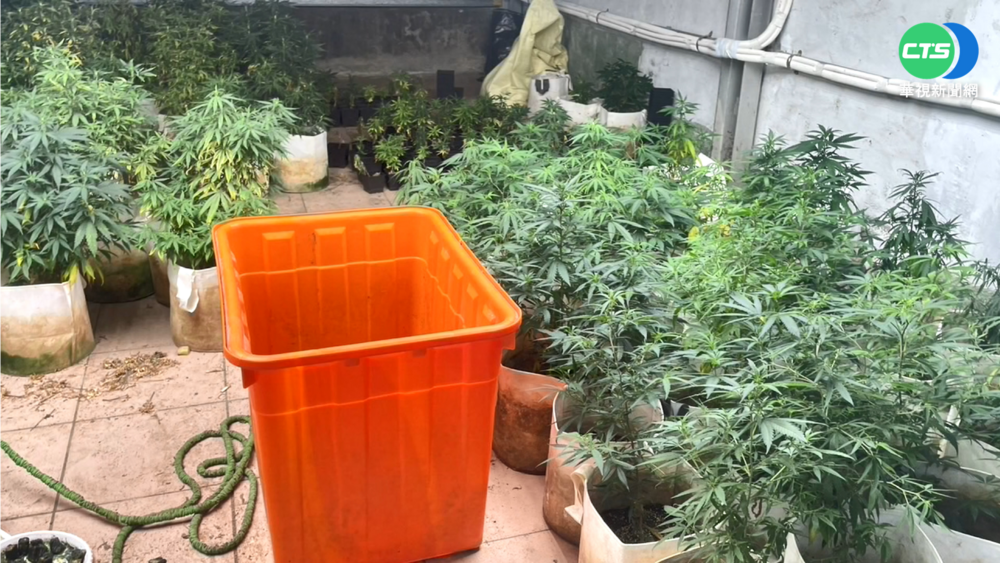 台灣上半年已抓到601人用大麻　2023年查獲2千多公斤