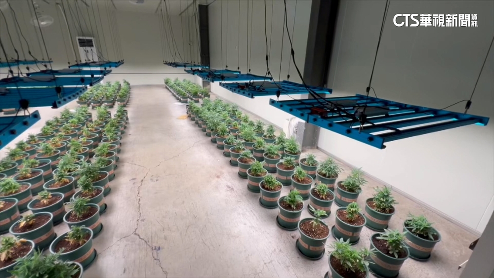 史上最大大麻案！　千坪「無塵室」種植場如科技廠房
