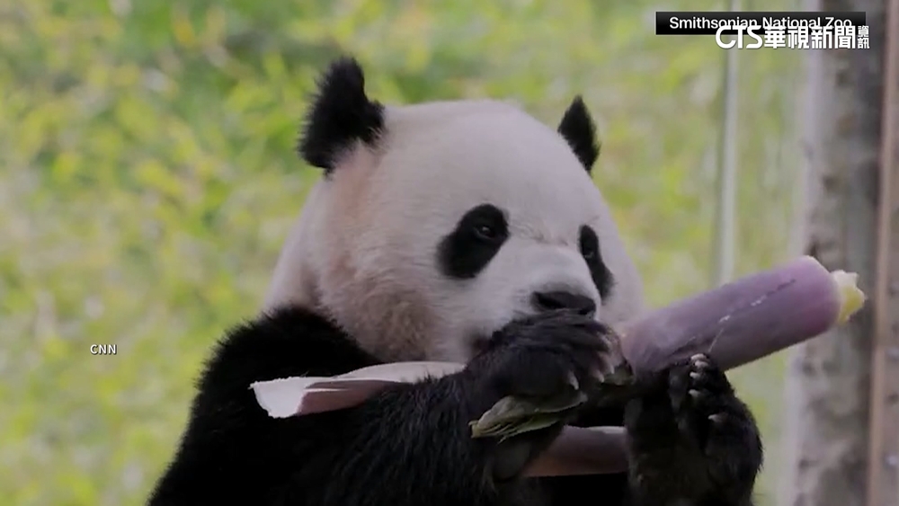 美中重啟「貓熊外交」！　CNN直擊四川大貓熊研究中心