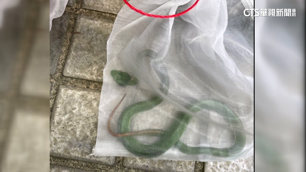 10歲男童疑遭蛇咬　事發後距300公尺處捕獲青竹絲