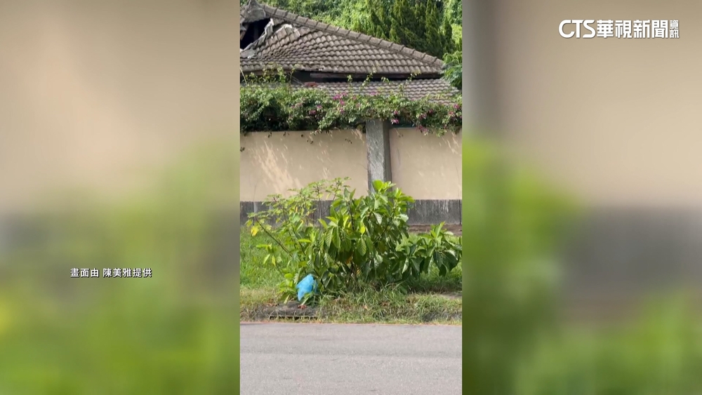 高雄水溝「長210公分小樹」　陳麗娜：淹水可能是人禍