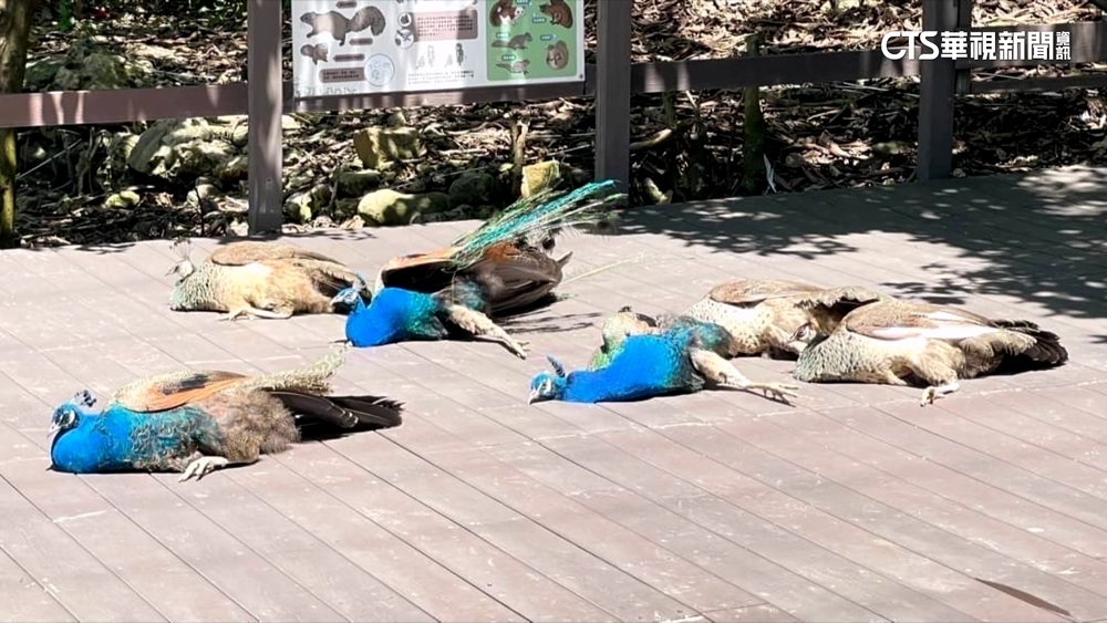 壽山動物園孔雀「集體暴斃」？！　園方：享受日光浴