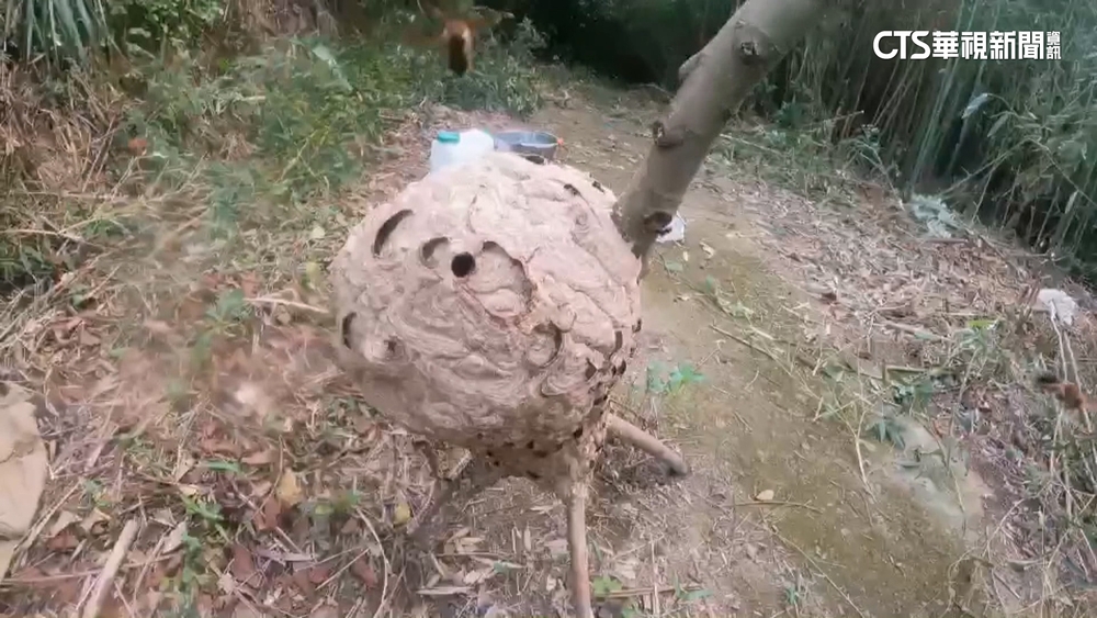 9名登山客「雙石縱走」遭虎頭蜂襲！　5人傷重送醫