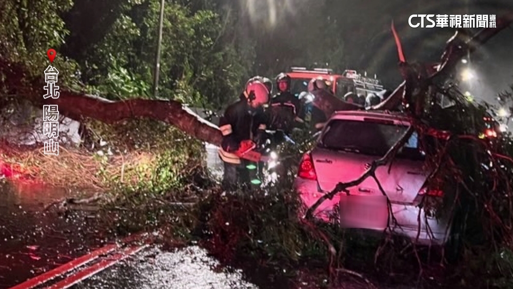 擎天崗1夜雨近千毫米　仰德大道6米路樹砸車