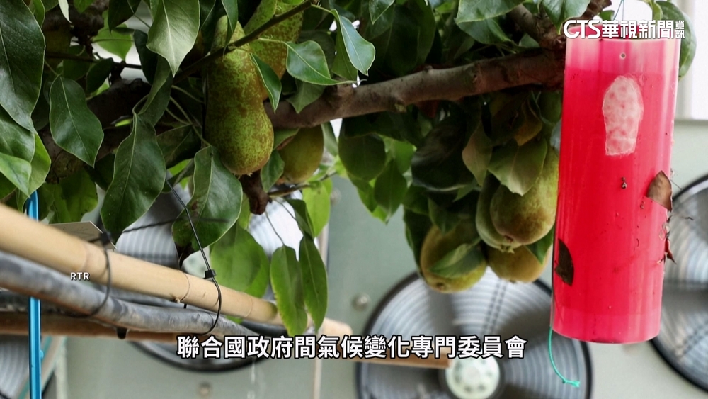 熬過戰亂.乾旱.嚴寒　科學家發現「抗旱可可」