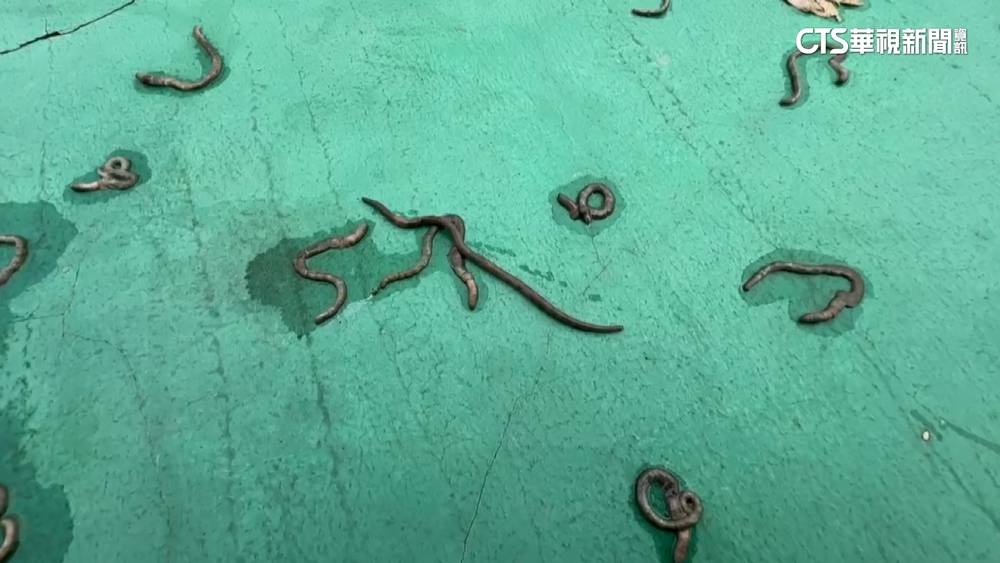 蚯蚓大軍竄出！屏東居民憂地震前兆？　專家：濕度相關