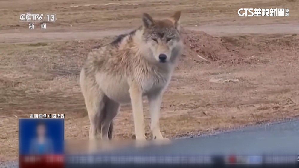 遊客瘋狂餵食　中國愛撒嬌討食「網紅狼」胖了