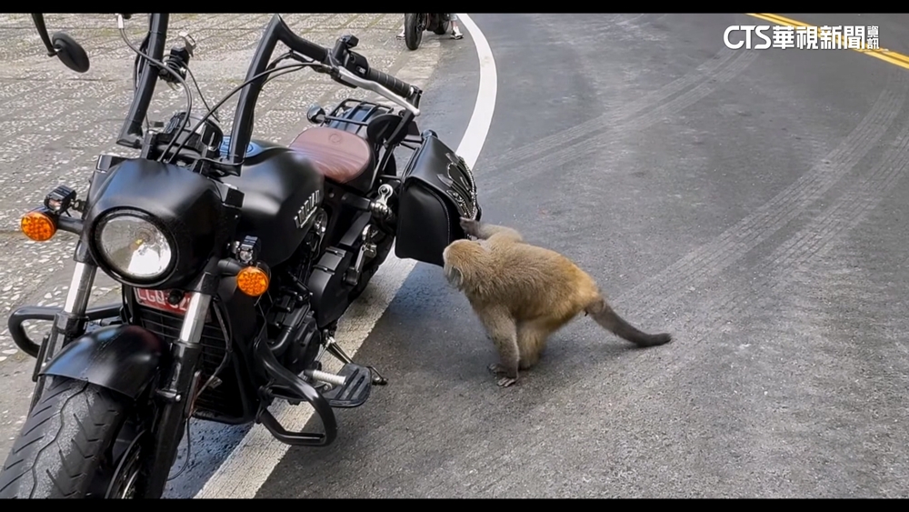 中橫公路停車場遇獼猴群「搶食」　騎士驚：兇悍不好趕