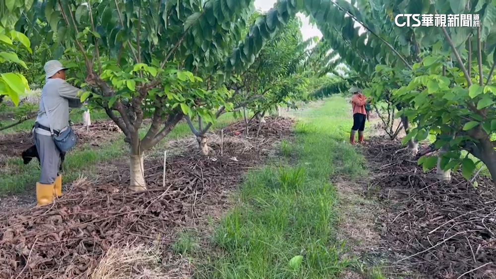 颱風又來！憂風雨導致災損　各地果農.蔥農急搶收