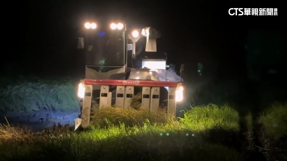 花東防颱！稻米倒伏急搶收　「金城武樹」繩綁加固