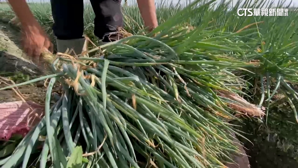 颱風逼近！　農民搶收作物加固　漁民捆船急卸貨