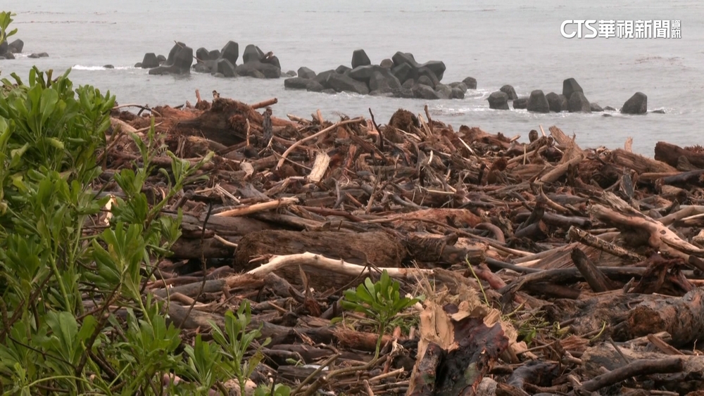 花蓮南濱公園滿漂流木　超好躺「大俗頭」遭木掩蓋