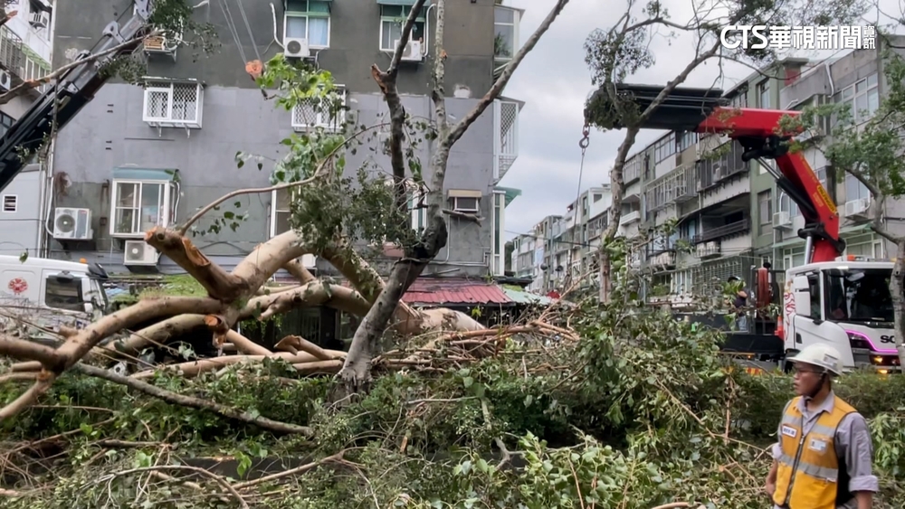 康芮橫掃！北市行道樹「頭重腳輕」　逾2千顆「路倒」
