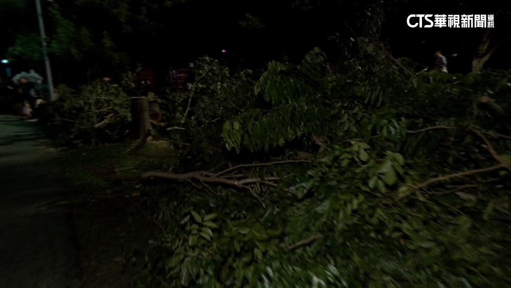 大安森林公園斷樹未清完　挨批白晝之夜障礙賽
