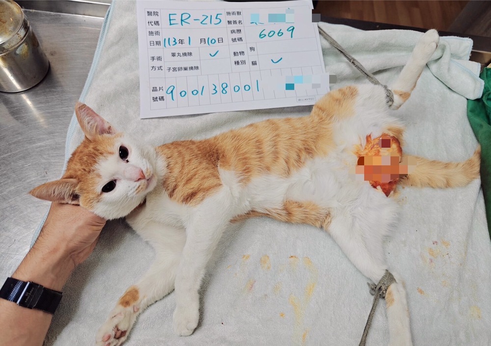 絕育補助術後照片範例(公貓) 圖 / 新北市政府動物保護防疫處 提供