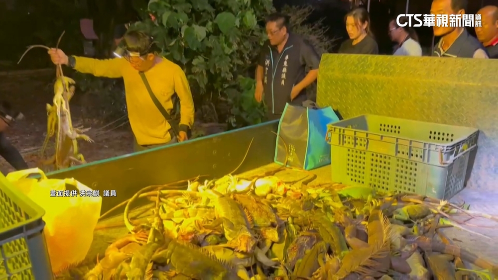 獵龍高手出動！　屏東綠鬣蜥宛如「下雨」從樹上掉落