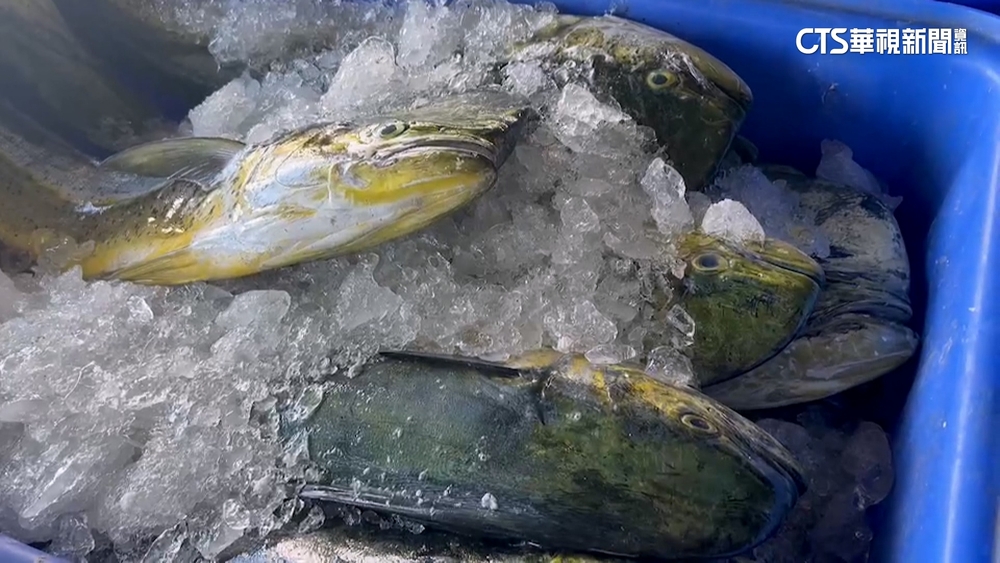 暴增1.7倍！台東新港鬼頭刀大豐收　漁獲破120萬公斤