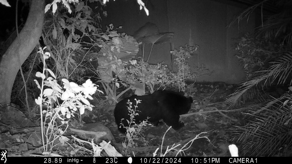 黑熊入侵卓溪石平雞舍　共400隻雞受害